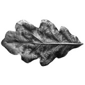  Woodland Collection 2-1/4'' Wide Oak Leaf Cabinet Knob in Antique Pewter, 2-1/4'' W x 7/8'' D x 1-1/4'' H